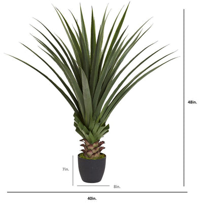 4ft. Spiked Agave Plant