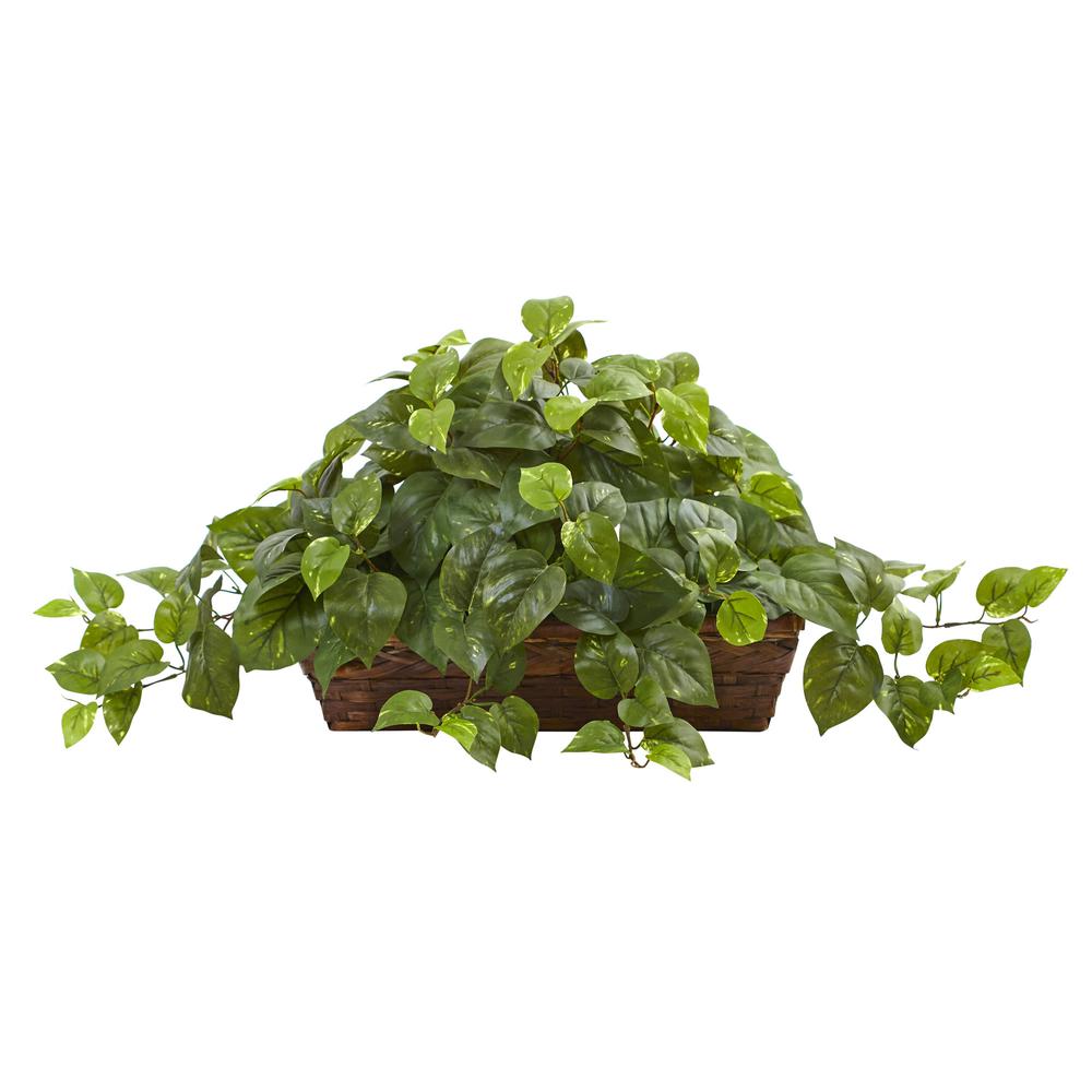 Pothos with Ledge Basket