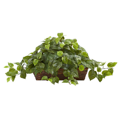 Pothos with Ledge Basket