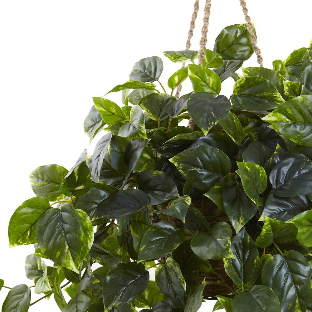 Pothos Hanging Basket UV Resistant (Indoor/Outdoor)