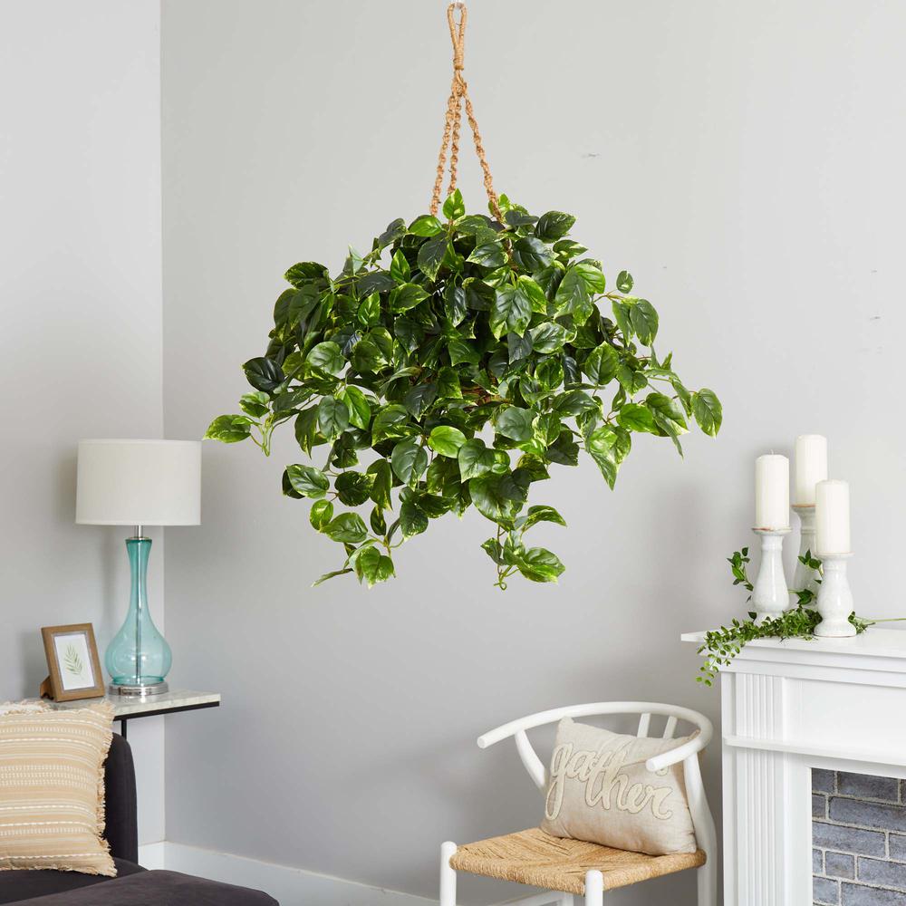 Pothos Hanging Basket UV Resistant (Indoor/Outdoor)