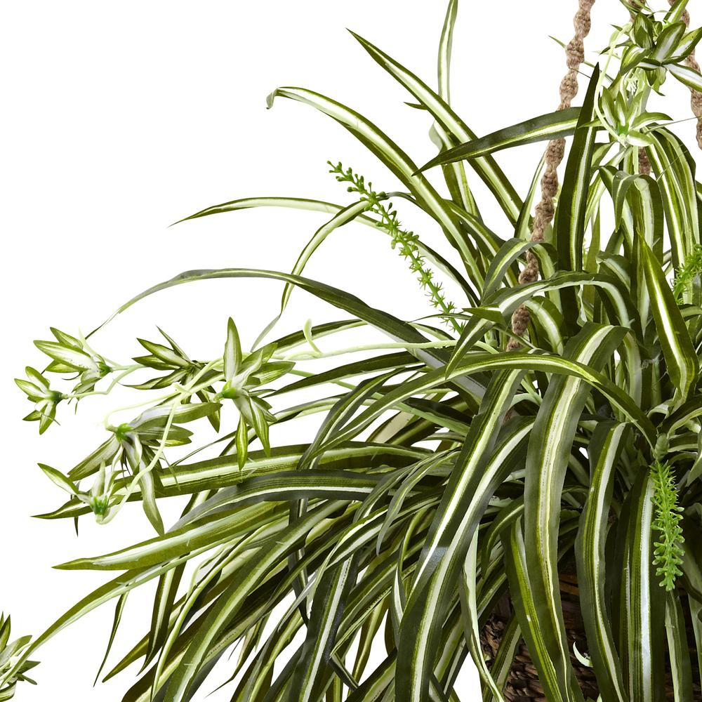 Spider Plant Hanging Basket