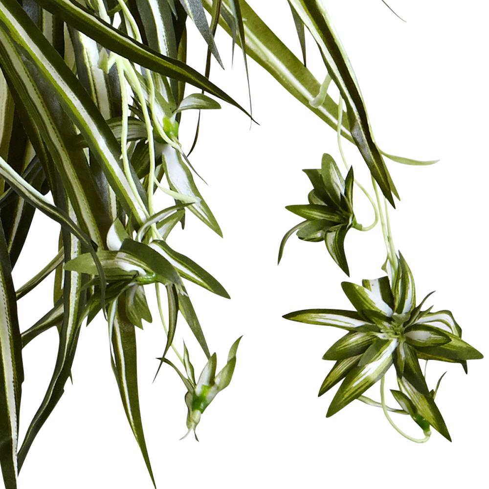 Spider Plant Hanging Basket