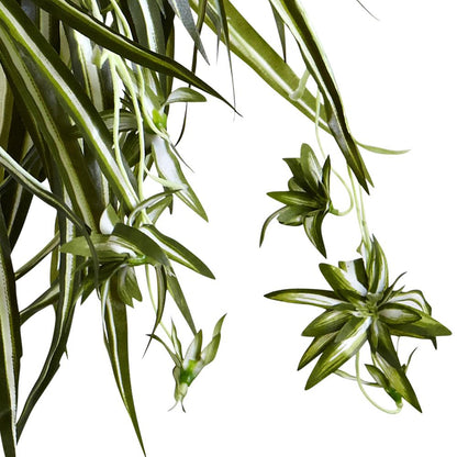 Spider Plant Hanging Basket