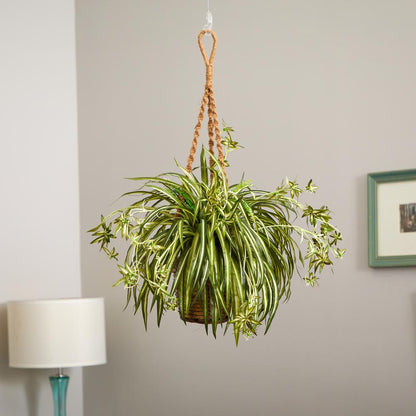 Spider Plant Hanging Basket