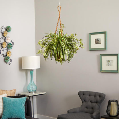 Spider Plant Hanging Basket