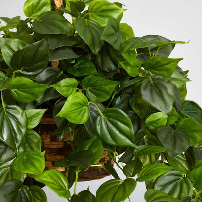 Philodendron Hanging Basket UV Resistant (Indoor/Outdoor)