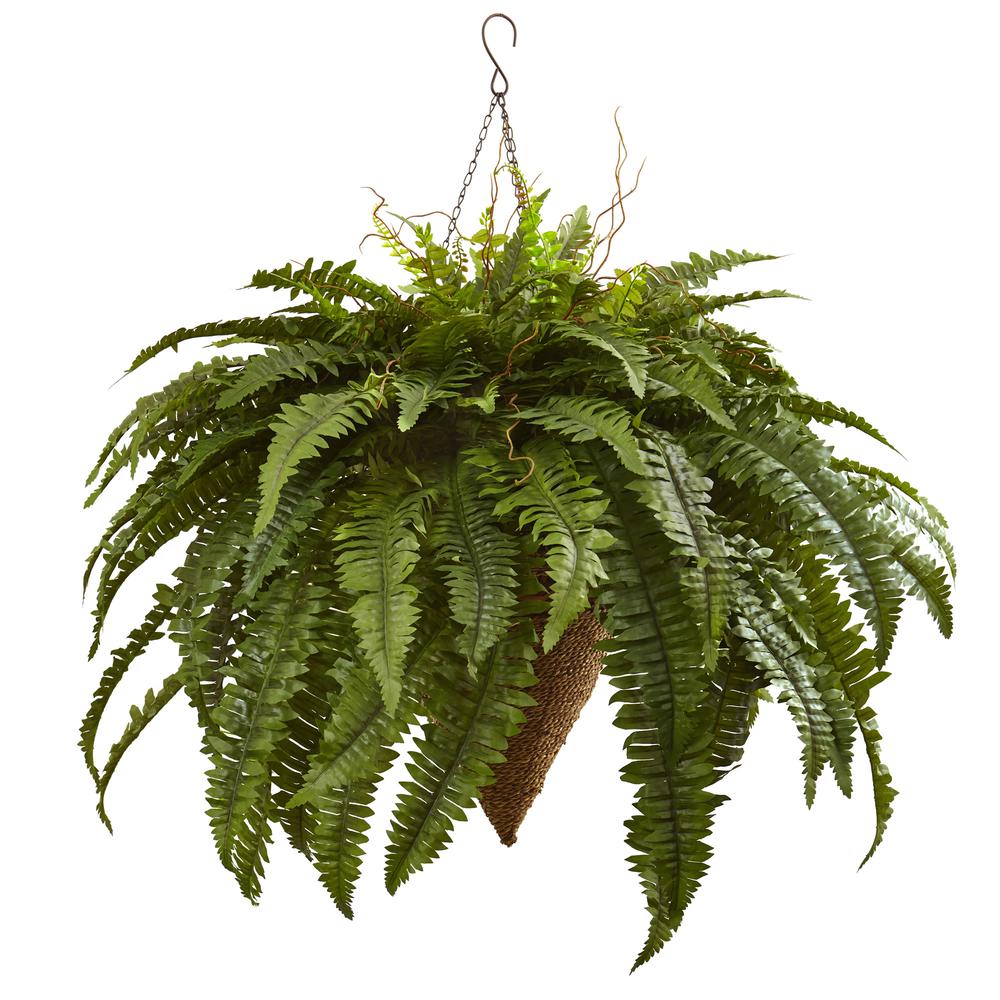 26in. Giant Boston Fern with Cone Hanging Basket