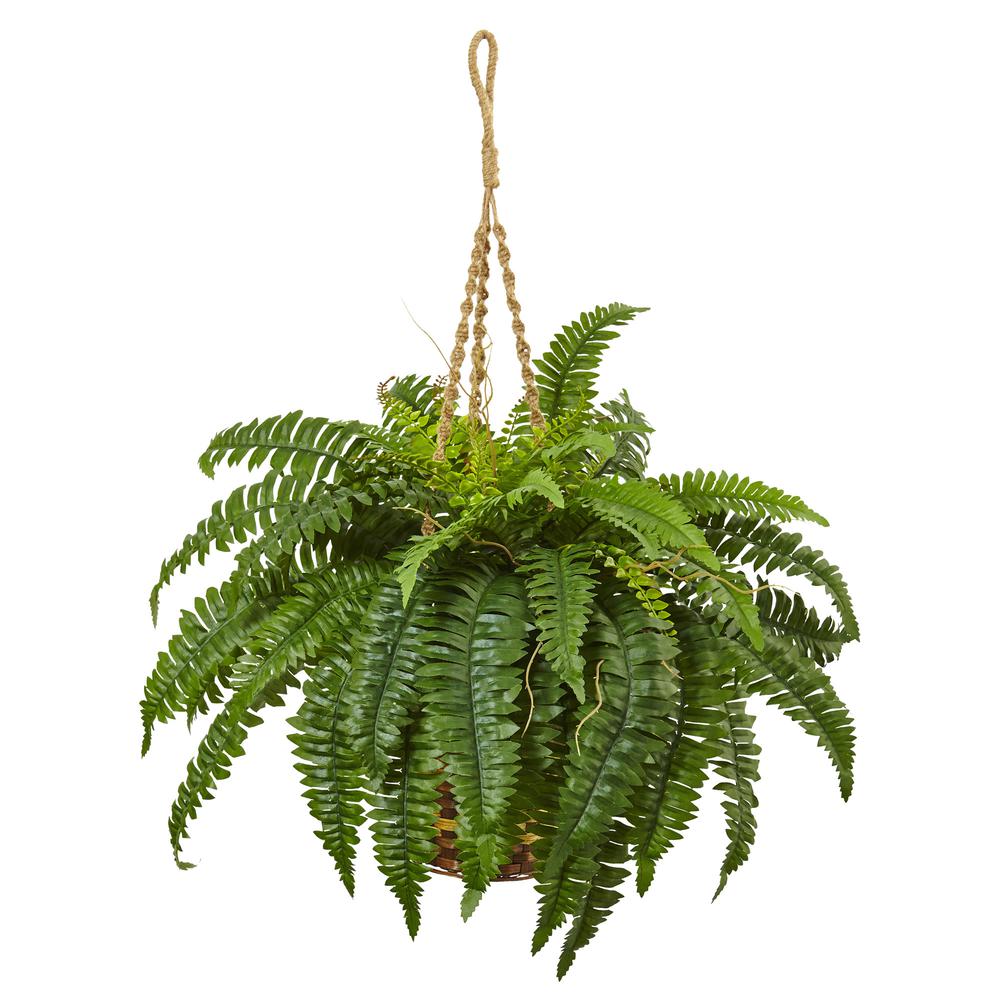 Boston Fern Hanging Basket Green