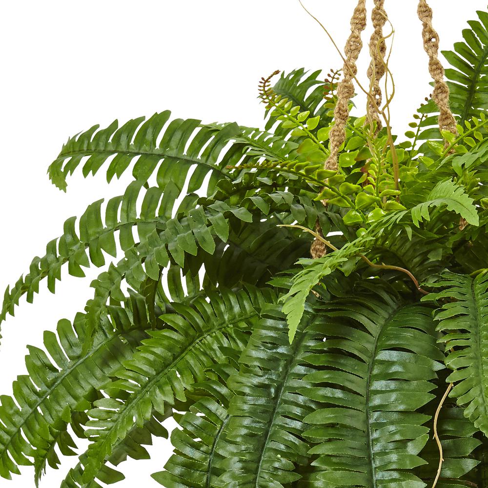 Boston Fern Hanging Basket Green