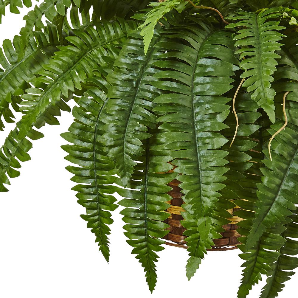 Boston Fern Hanging Basket Green