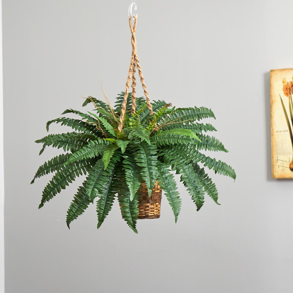 Boston Fern Hanging Basket Green