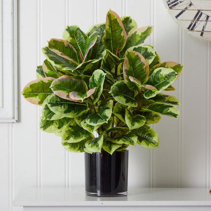 Artificial Rubber Plant in Glossy Cylinder (Real Touch)