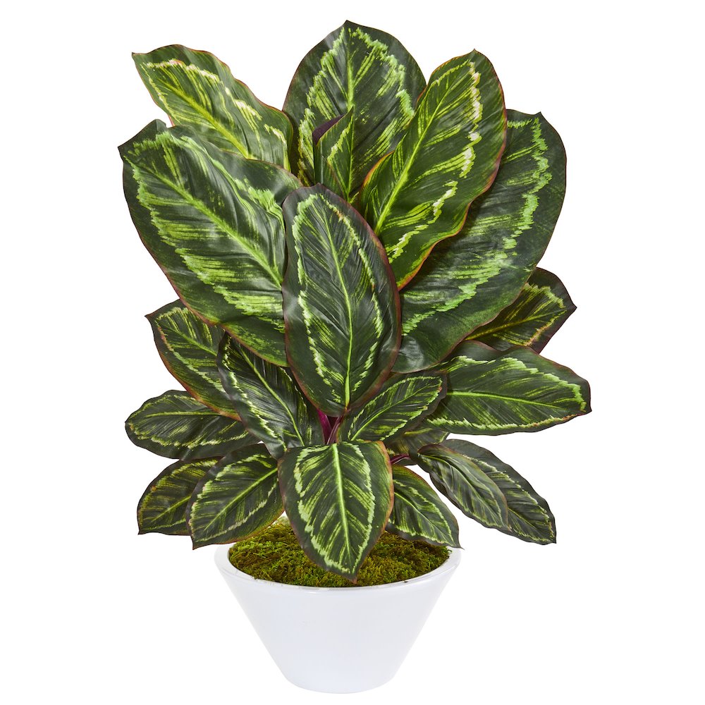 26in. Maranta Artificial Plant in White Vase