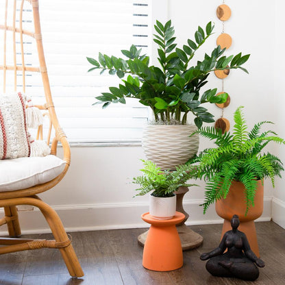 28in. Artificial Zamioculcas Plant with Decorative Planter