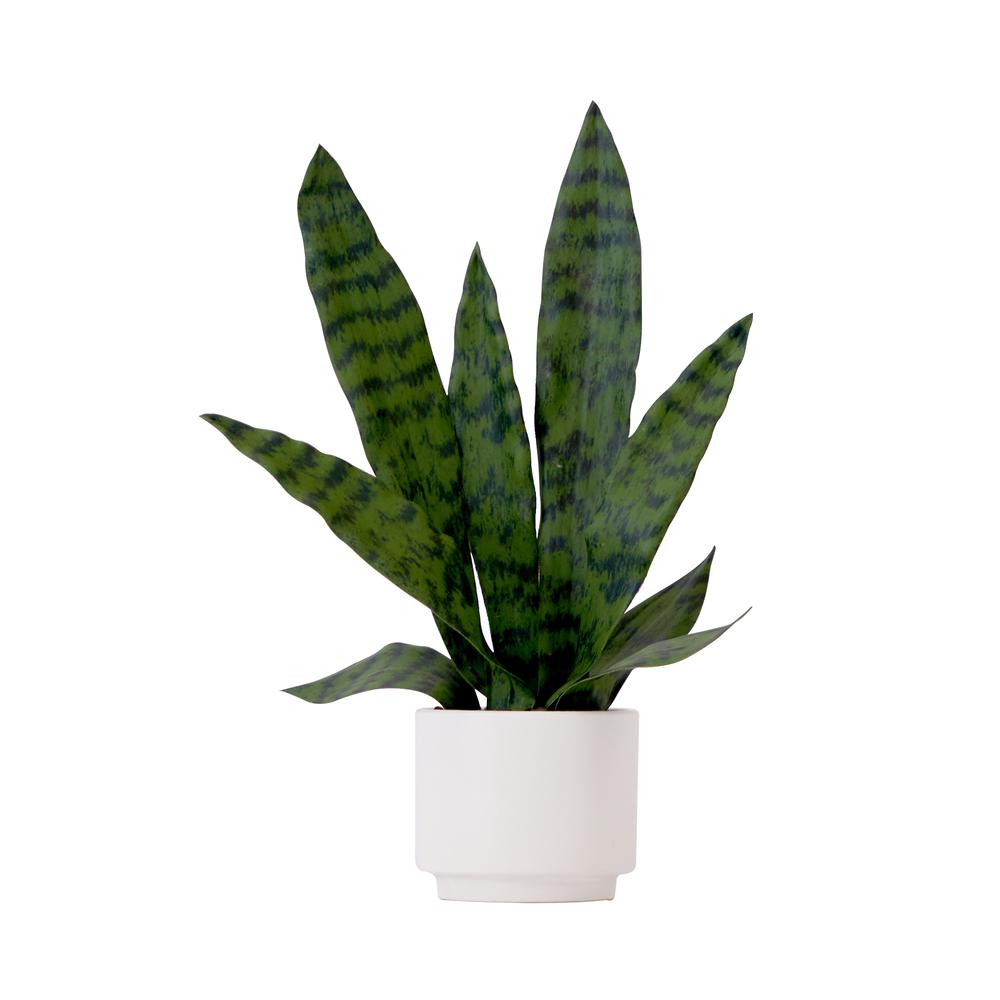 16in. Artificial Sansevieria Snake Plant with Decorative Planter