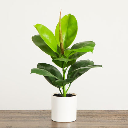 20in. Artificial Fiddle Leaf Fig Plant