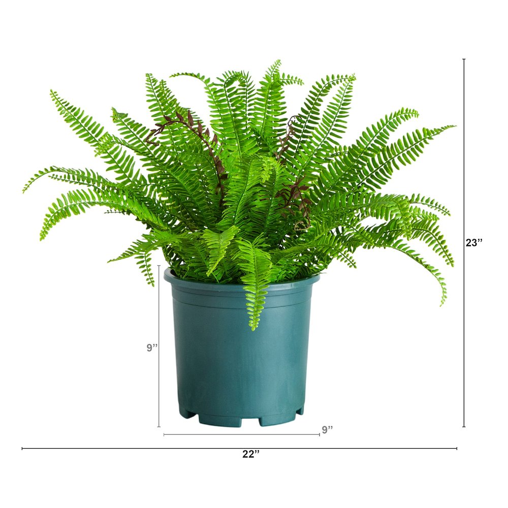 23in. UV Resistant Artificial Boston Fern Plant with Real Touch Leaves