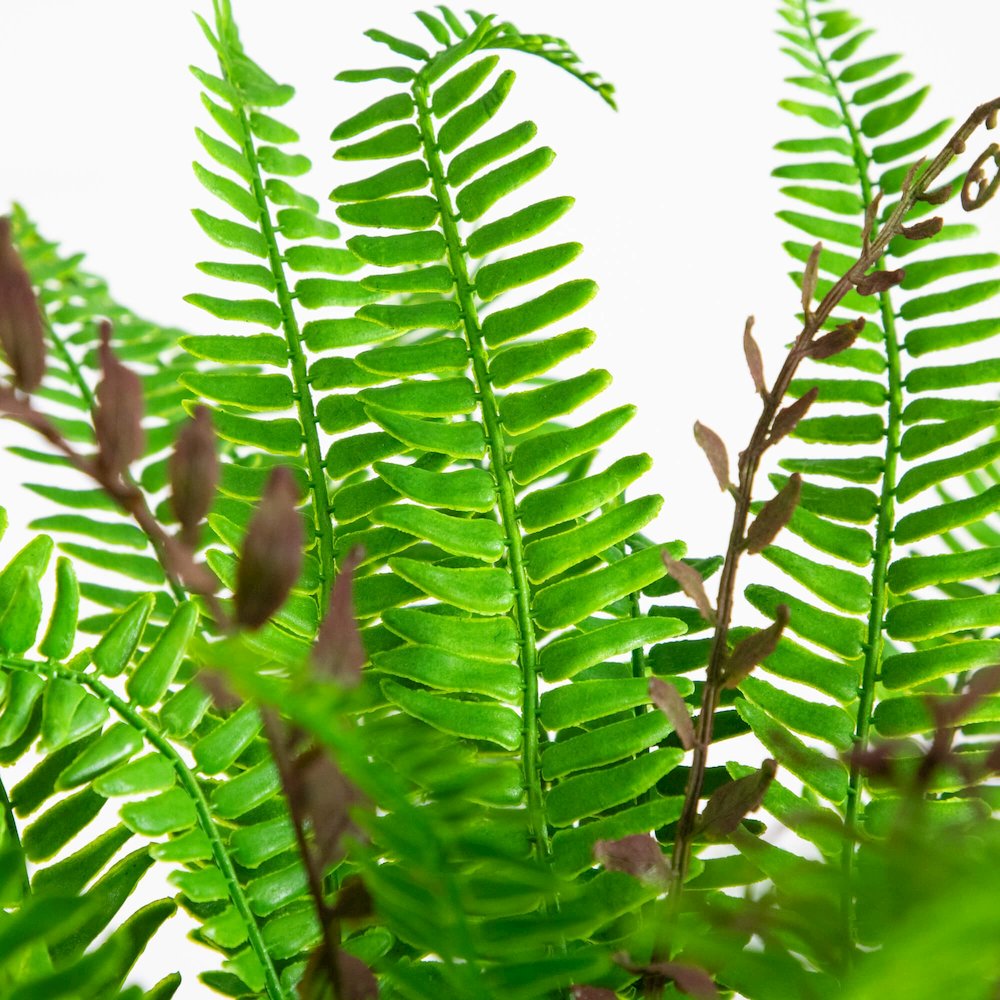 23in. UV Resistant Artificial Boston Fern Plant with Real Touch Leaves