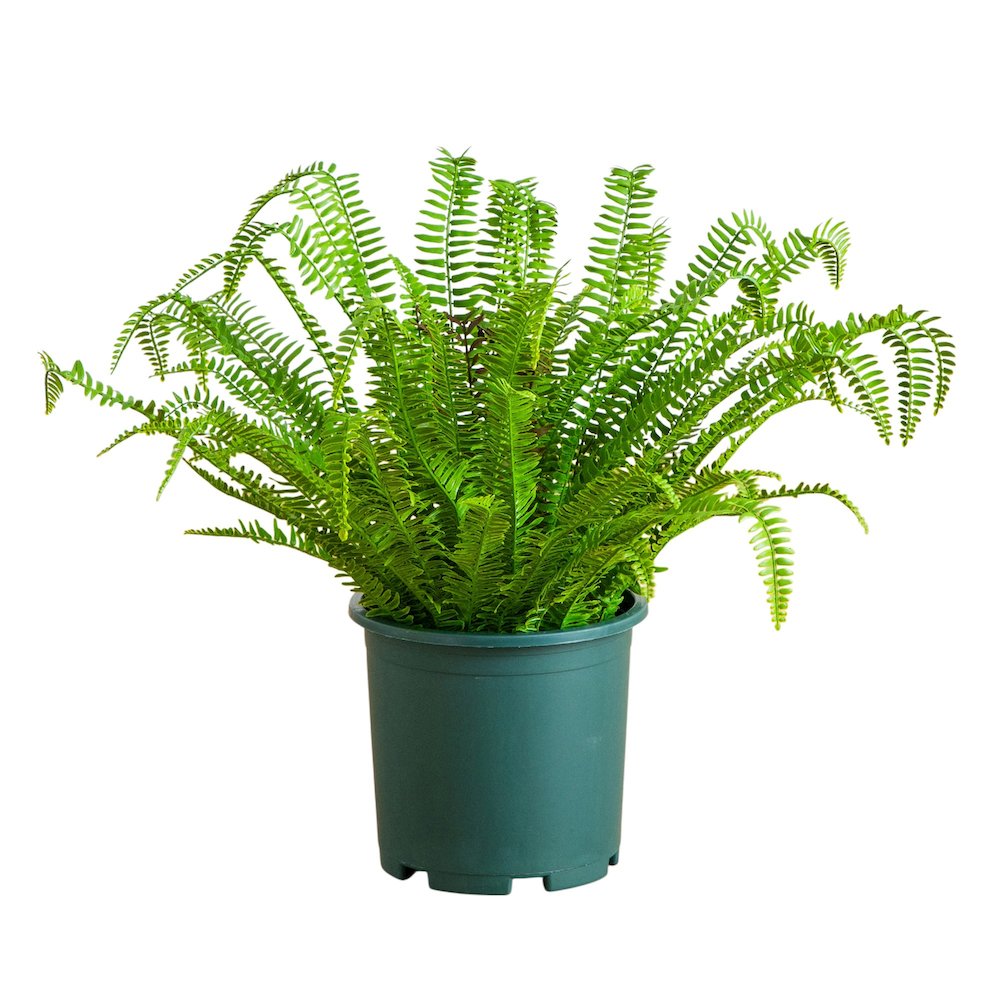 27in. UV Resistant Artificial Boston Fern Plant with Real Touch Leaves