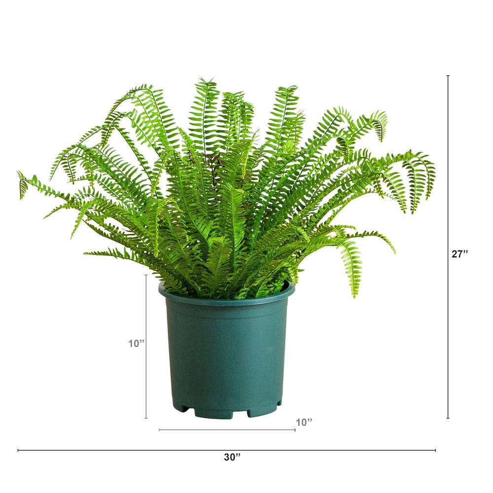 27in. UV Resistant Artificial Boston Fern Plant with Real Touch Leaves