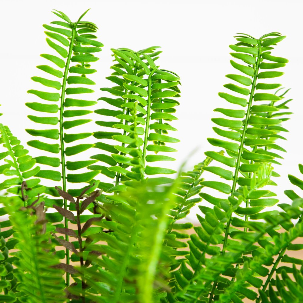 27in. UV Resistant Artificial Boston Fern Plant with Real Touch Leaves