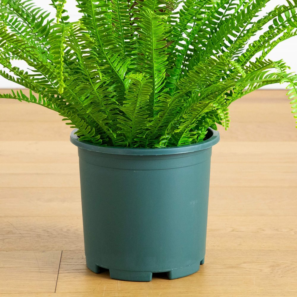 27in. UV Resistant Artificial Boston Fern Plant with Real Touch Leaves