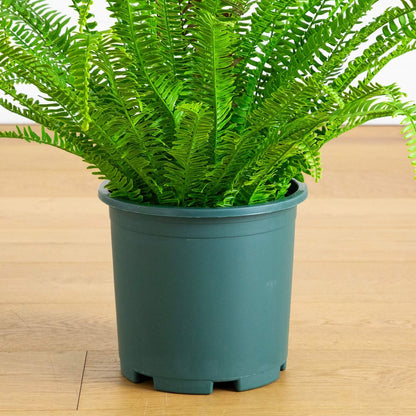 27in. UV Resistant Artificial Boston Fern Plant with Real Touch Leaves