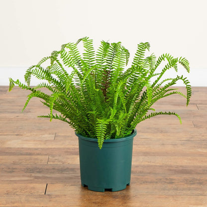 27in. UV Resistant Artificial Boston Fern Plant with Real Touch Leaves