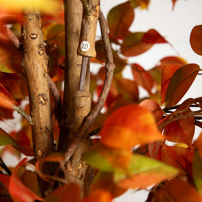 10ft. Autumn Ficus Artificial Fall Tree