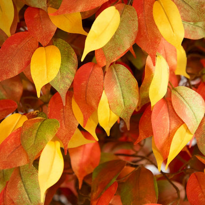 10ft. Autumn Ficus Artificial Fall Tree