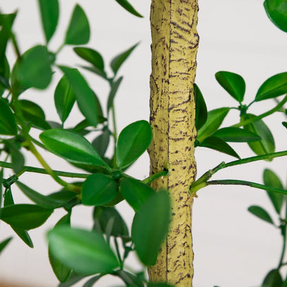 7ft. Artificial Shady Lady Black Olive Tree