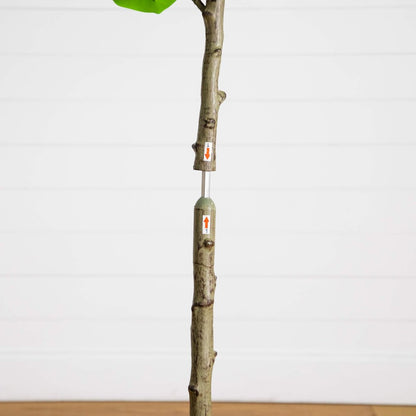 5ft. Artificial Petite Audrey Ficus Tree