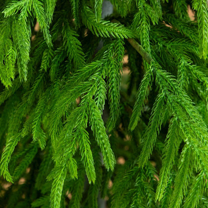 6ft. Artificial Real Touch Norfolk Island Pine Christmas Tree with Natural Look