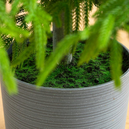 7ft. Artificial Real Touch Norfolk Island Pine Christmas Tree with Natural Look