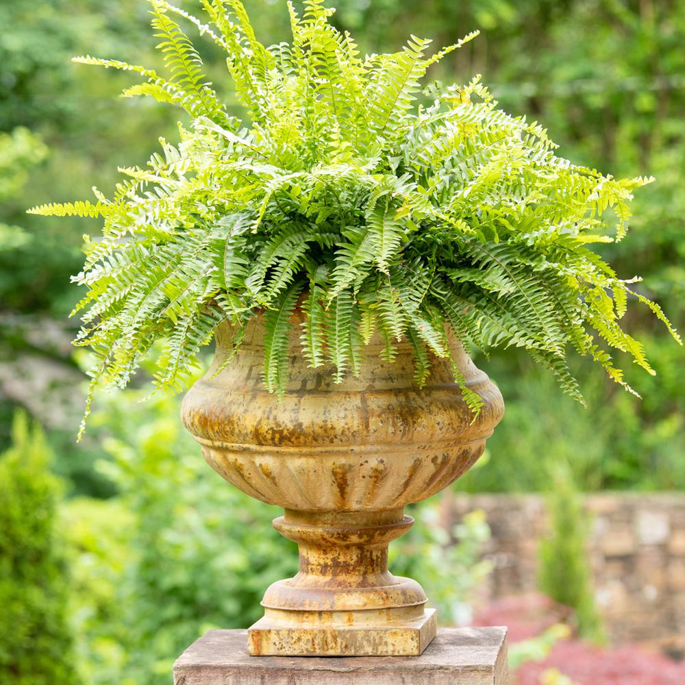 Large Metal Portico Urn w/ Tall Pedestal
