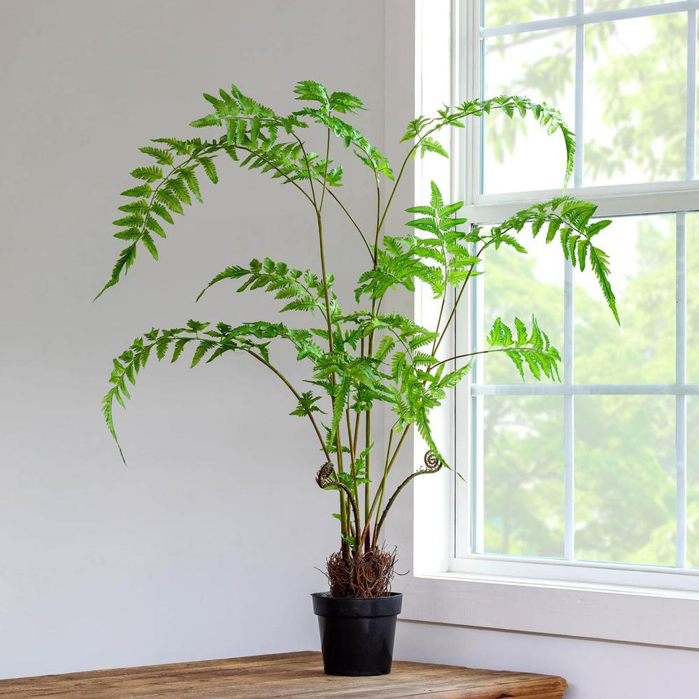 Forest Fern Plant in Growers Pot Large