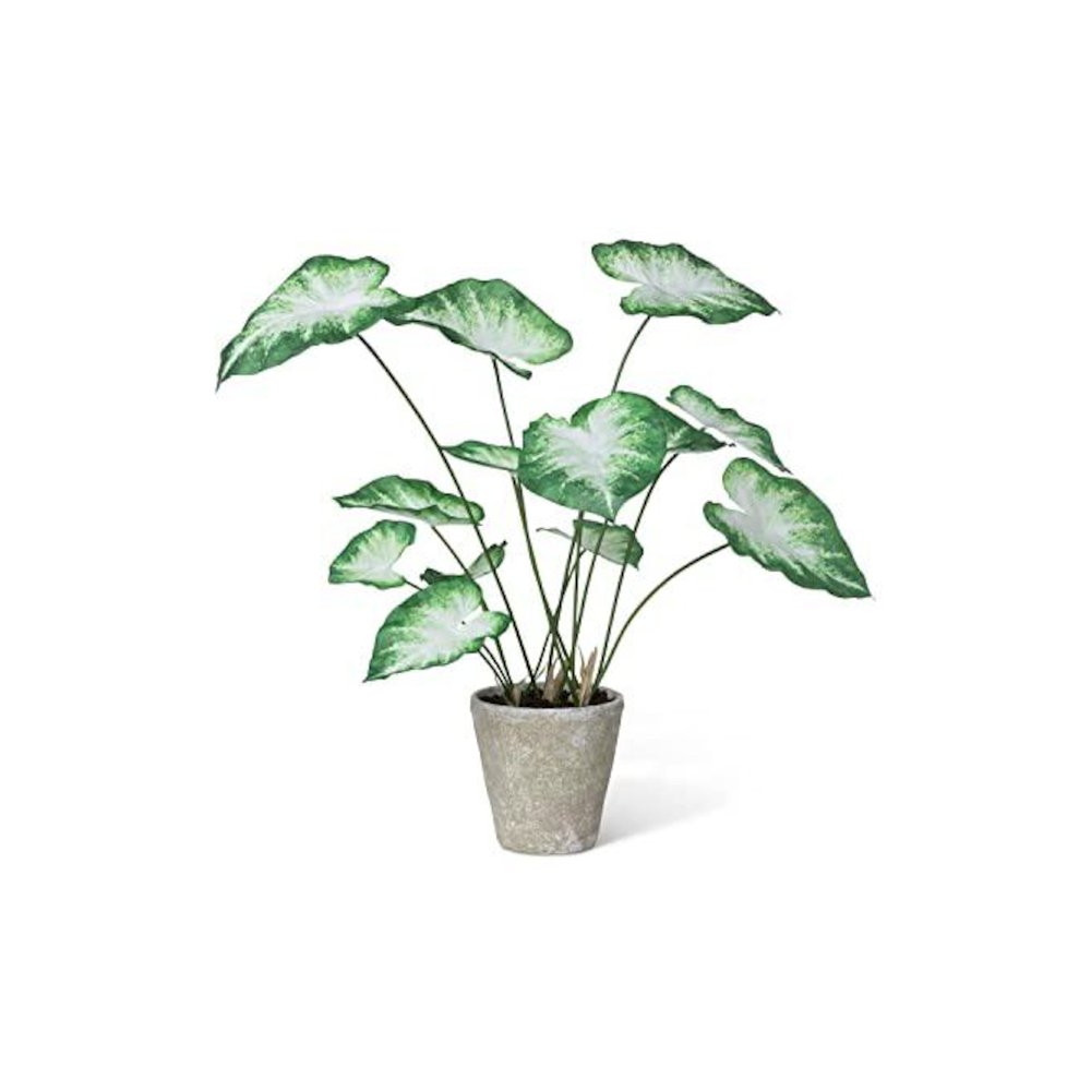 Caladium, Potted, Green White