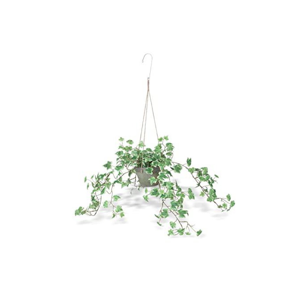 Variegated Ivy Plant, Hanging