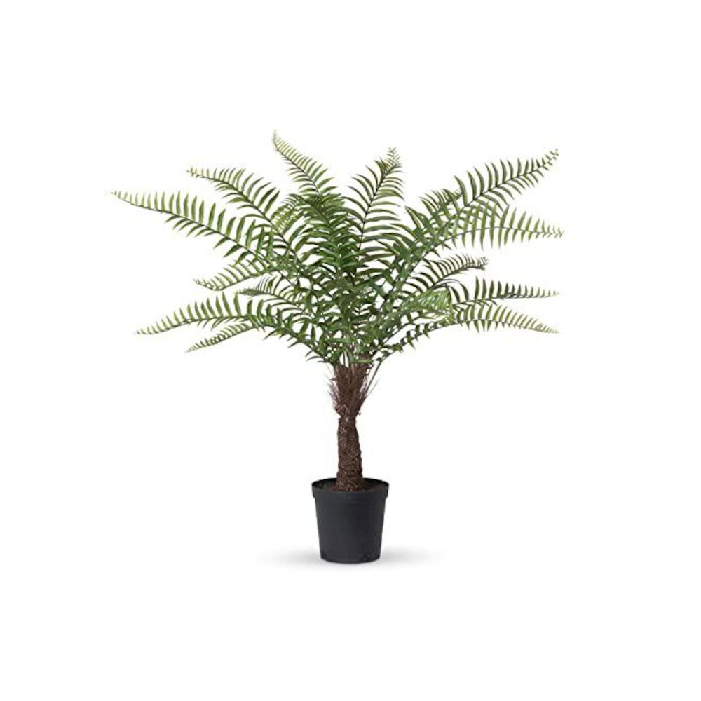 Giant Tree Fern in Growers Pot, 44 in.