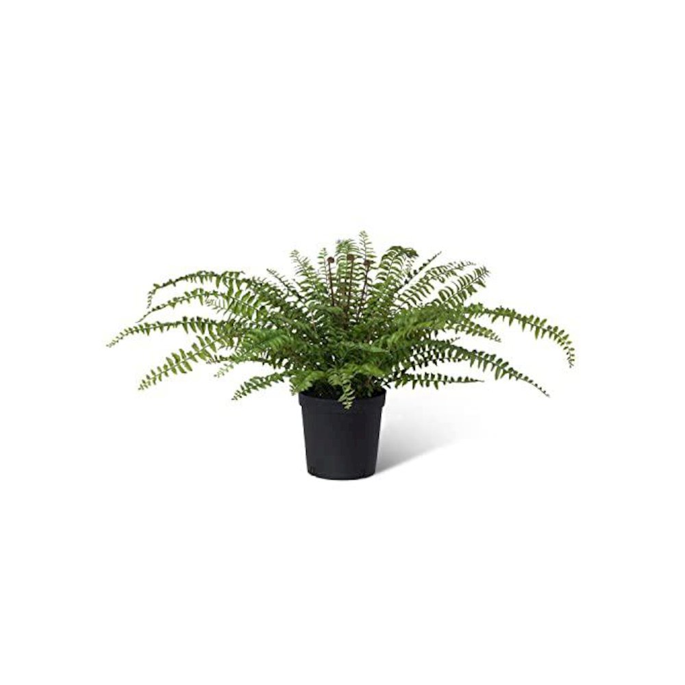Fern In Growers Pot