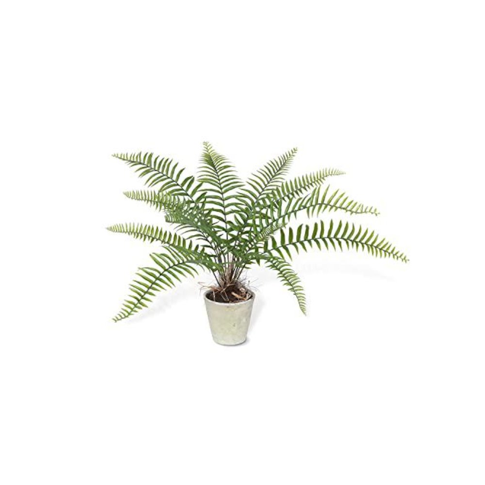 Large Flat Fern, Potted