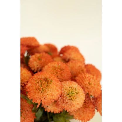 Bundle of Seven Artificial Dalhias - Orange