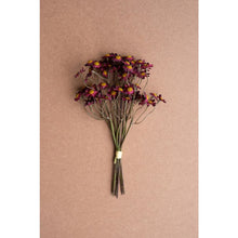 Chamomile Bundle (6 Stems) - Burgandy