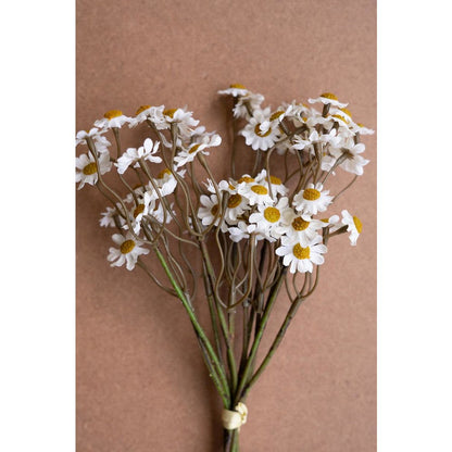 Chamomile Bundle (6 Stems) - White