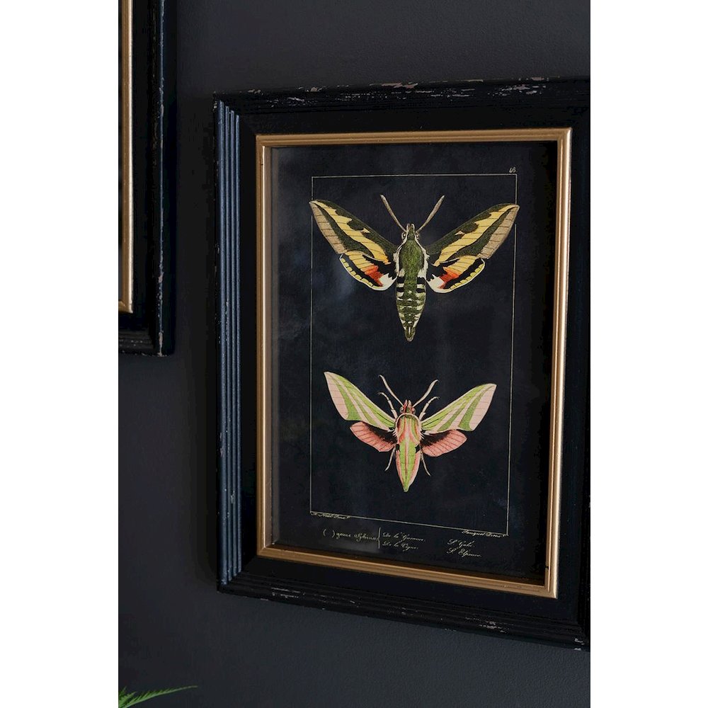Set Of Two Framed Moth Prints Under Glass