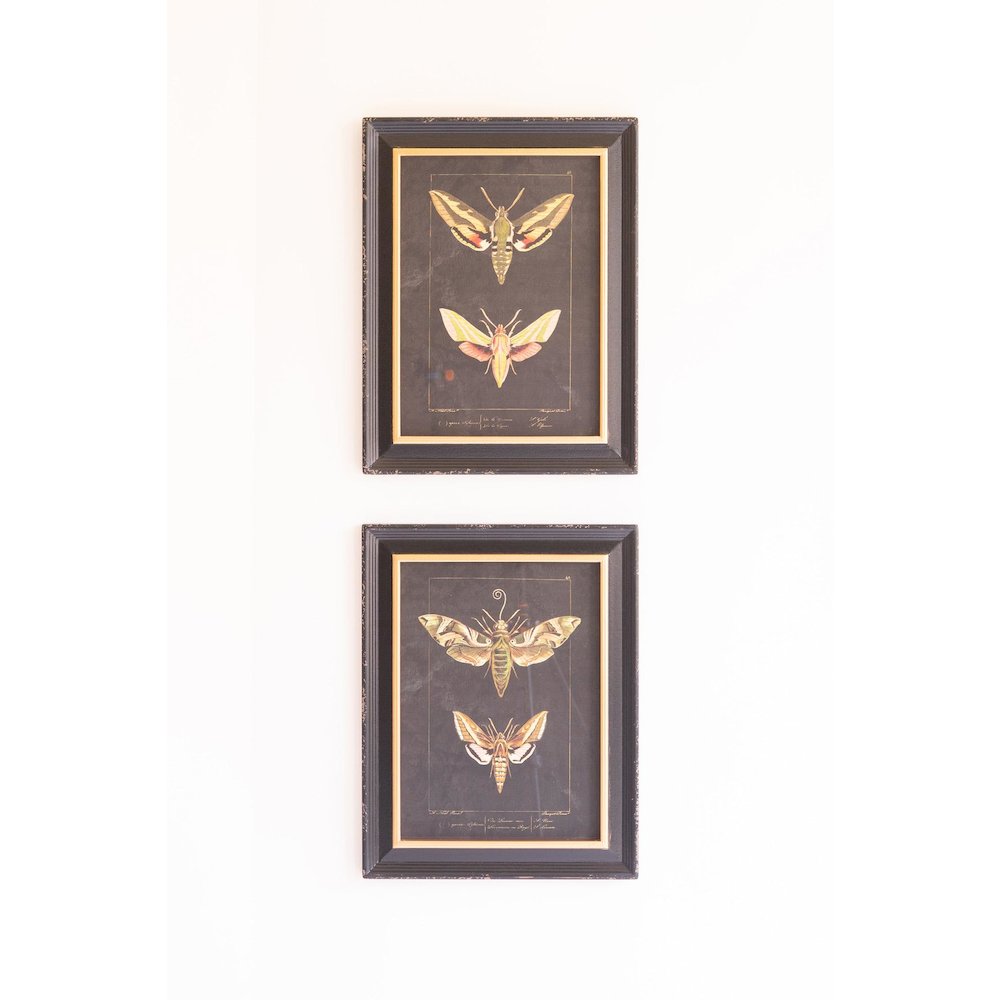 Set Of Two Framed Moth Prints Under Glass