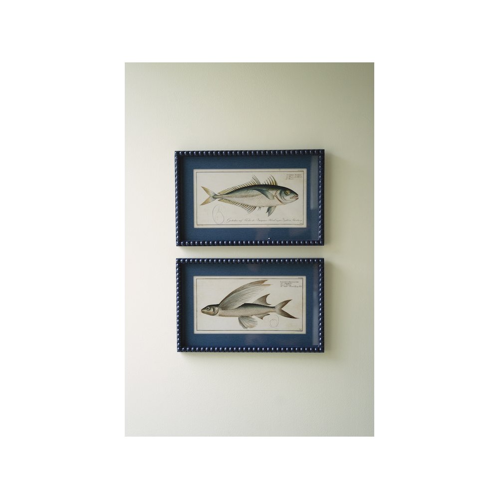 Set Of Two Navy Framed Fish Prints Under Glass