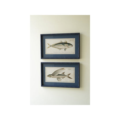 Set Of Two Navy Framed Fish Prints Under Glass
