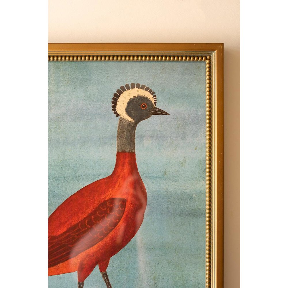 Set Of Four Framed Birds And Animal  Prints Under Glass